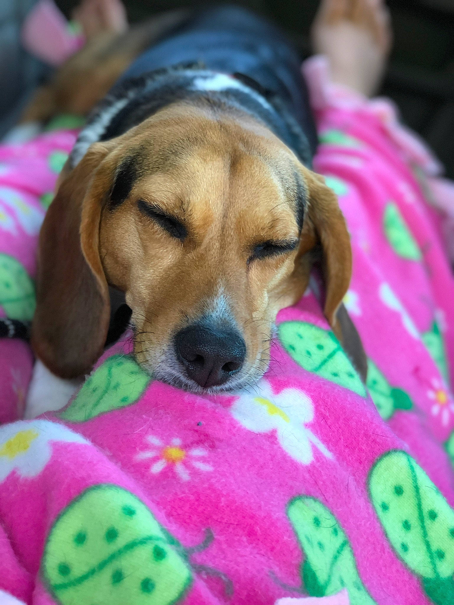 Jessie joined the competition — help win amazing prizes! canidae, carnivore, companion_dog, coonhound, dachshund, dog, dog_breed, estonian_hound, fawn, harrier, hound, mammal, pink, puppy, rare_breed_dog, rhodesian_ridgeback, scent_hound, snout, vertebrate