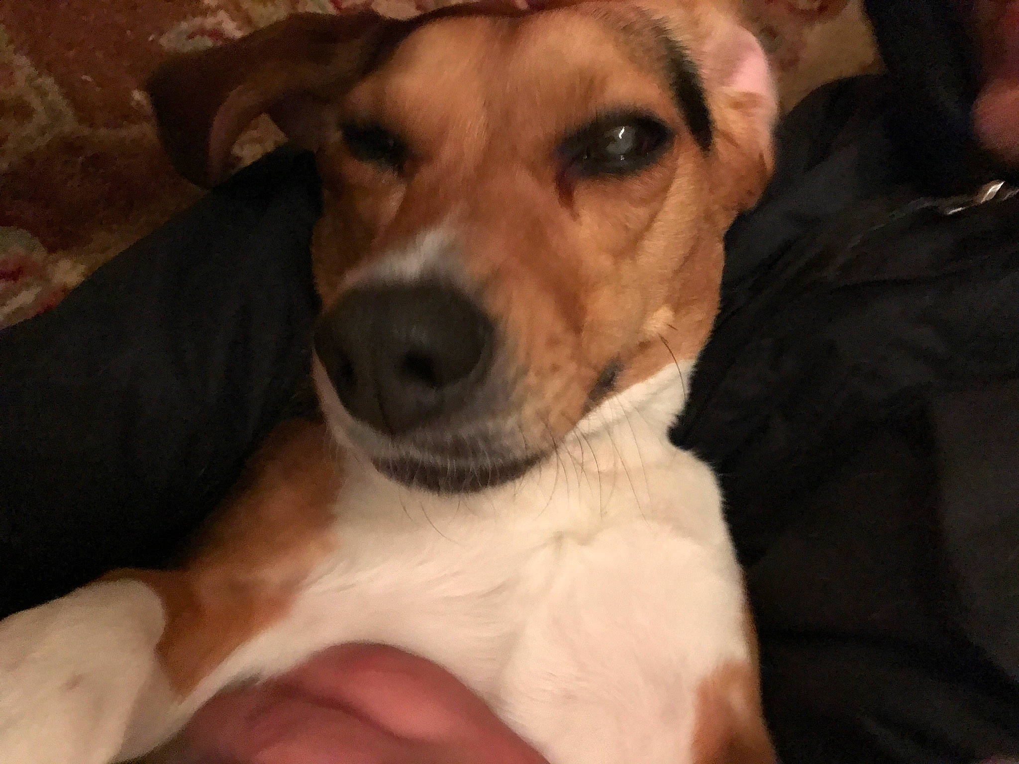 Jessie joined the competition — help win amazing prizes! canidae, carnivore, companion_dog, danish_swedish_farmdog, dog, dog_breed, feist, harrier, mammal, miniature_fox_terrier, plummer_terrier, potcake_dog, rare_breed_dog, rat_terrier, russell_terrier, snout, tenterfield_terrier, treeing_feist, vertebrate, whiskers