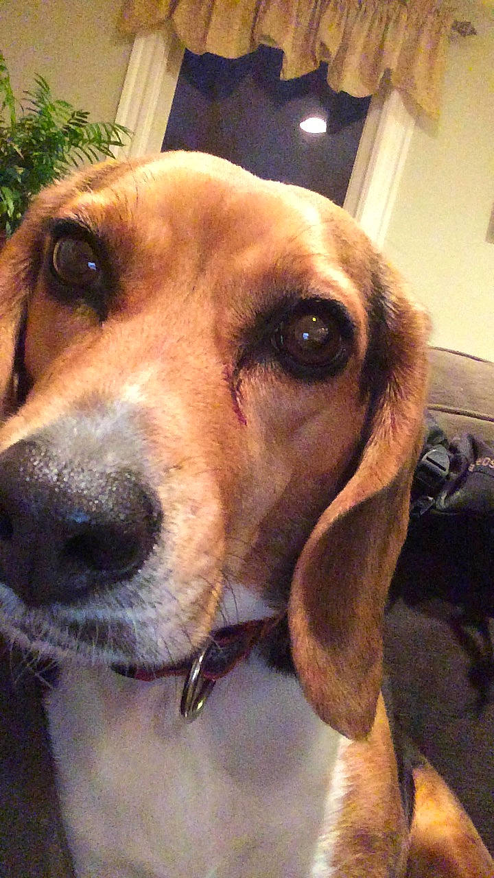 Jessie joined the competition — help win amazing prizes! american_foxhound, beagador, beagle, beagle_harrier, canidae, carnivore, companion_dog, coonhound, dog, dog_breed, english_coonhound, estonian_hound, grand_anglo_francais_tricolore, harrier, mammal, pocket_beagle, rare_breed_dog, snout, treeing_walker_coonhound, vertebrate