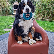 Asko participe au concours pour gagner de l'argent avec cette photo : dog, bernesemountaindog, pet, animal, sitting, chair, toy, chewing, blue_ring, black_white_brown, fluffy, long_hair, outdoor, garden, grass, plants, bamboo, patio, portrait, playful