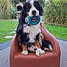 dog, bernesemountaindog, pet, animal, sitting, chair, toy, chewing, blue_ring, black_white_brown, fluffy, long_hair, outdoor, garden, grass, plants, bamboo, patio, portrait, playful