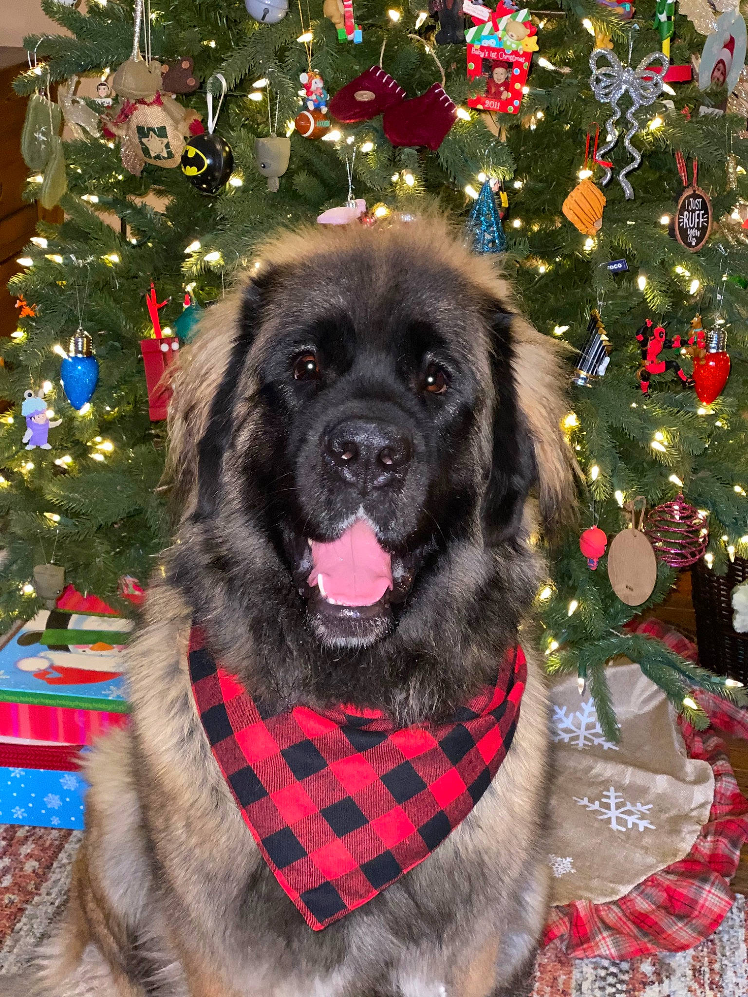 Khloe joined the competition — help win amazing prizes! carnivore, christmas, christmas_decoration, christmas_ornament, christmas_tree, collar, companion_dog, conifer, dog, dog_breed, dog_supply, event, holiday, ornament, pattern, sleeve, snout, sporting_group, tree, working_animal