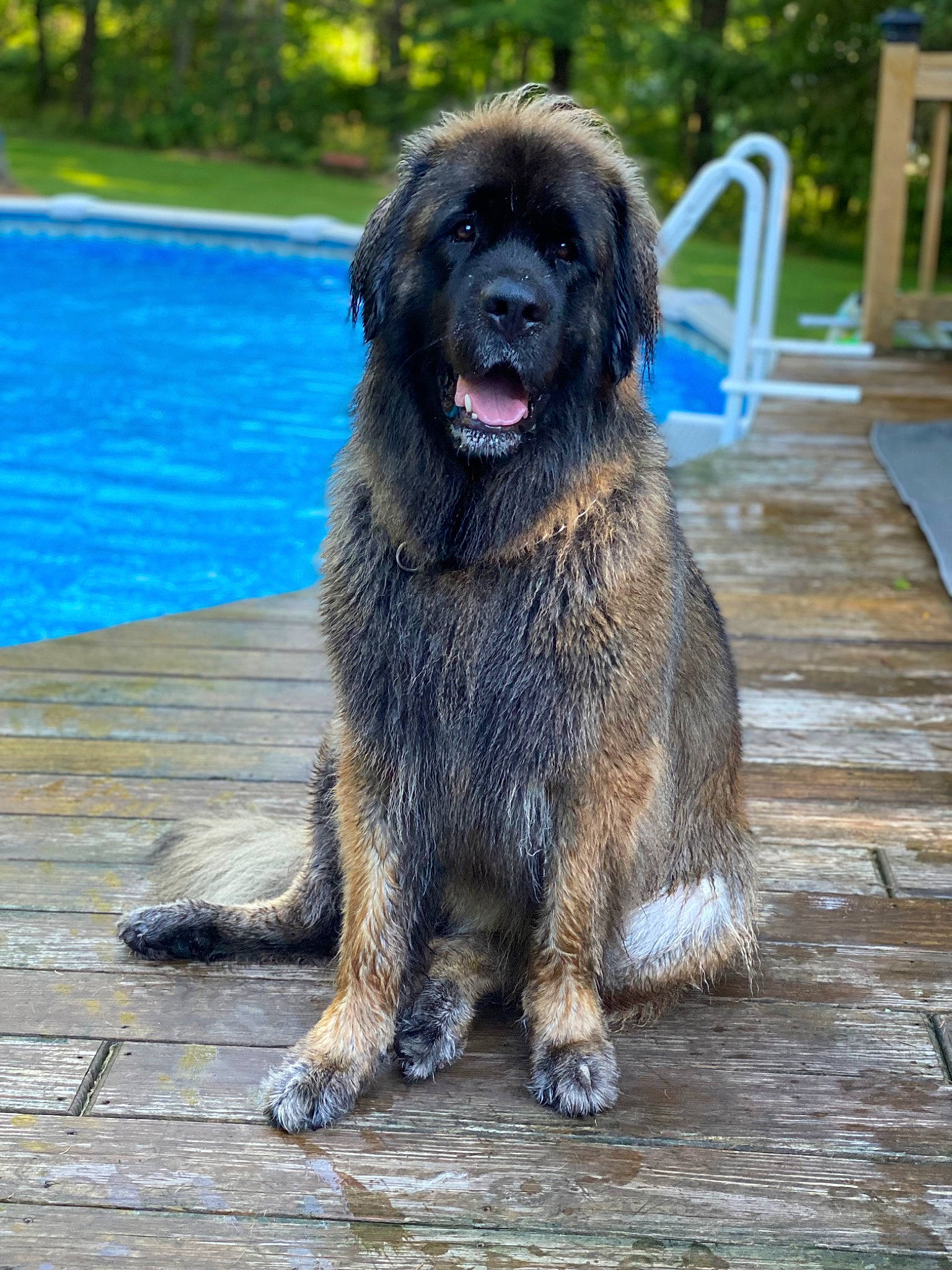 Khloe joined the competition — help win amazing prizes! ancient_dog_breeds, canidae, carnivore, chair, companion_dog, dog, dog_breed, grass, hardwood, liver, outdoor_furniture, swimming_pool, tail, terrestrial_animal, water, wood, working_animal, working_dog
