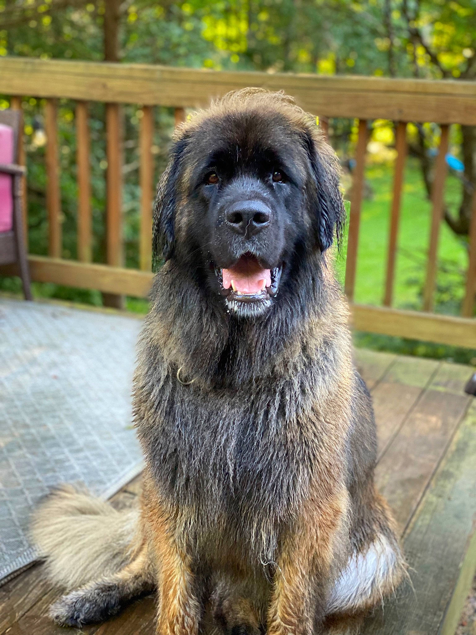 Khloe is registered to the contest to win money with this photo: ancient_dog_breeds, biting, canidae, carnivore, companion_dog, dog, dog_breed, fence, fur, gaddi_kutta, liver, sporting_group, tail, terrestrial_animal, tibetan_mastiff, working_animal, working_dog