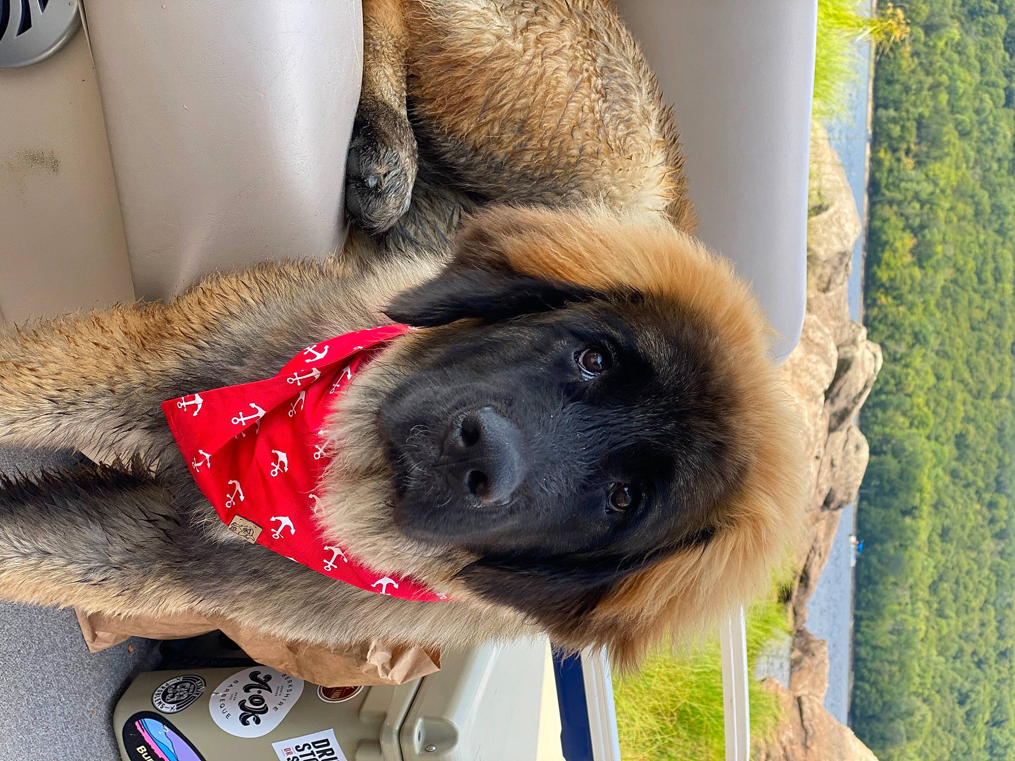 Khloe joined the competition — help win amazing prizes! canidae, carnivore, claw, collar, companion_dog, dog, dog_breed, dog_collar, fawn, foot, fur, human_leg, liver, pet_supply, snout, sporting_group, whiskers, window, wood, working_animal