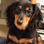 Riley joined the competition — help win amazing prizes! dog, dachshund, pet, animal, long_hair, black, tan, cute, indoors, bed, striped_bedspread, fur, paw, canine, looking, face, ears, small_dog, domestic_animal, resting