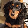 dog, dachshund, pet, animal, long_hair, black, tan, cute, indoors, bed, striped_bedspread, fur, paw, canine, looking, face, ears, small_dog, domestic_animal, resting
