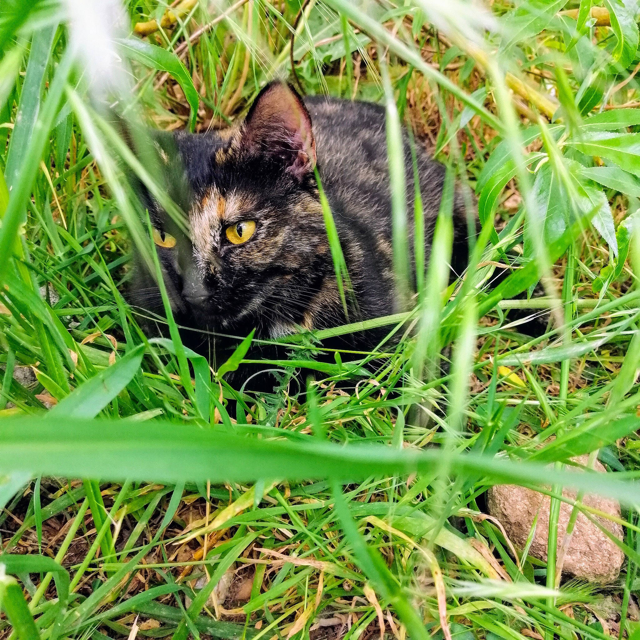 Yümi a rejoint le concours — aidez-le/la à gagner de superbes lots ! black_cat, carnivore, cat, domestic_short_haired_cat, european_shorthair, eye, felidae, grass, grass_family, green, lawn, plant, small_to_medium_sized_cats, whiskers, wild_cat