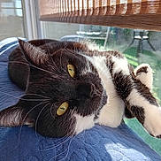 Lili participe au concours pour gagner de l'argent avec cette photo : bamboo_blinds, black_and_white, blue_blanket, cat, close_up, cozy, domestic_cat, feline, fur, indoor, lying_down, pet, quilted_surface, relaxed, resting, sunlight, whiskers, window, yellow_eyes