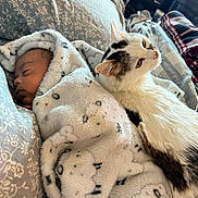 Elias joined the competition — help win amazing prizes! baby, sleeping, blanket, bed, cat, animal, pet, fur, cozy, comfortable, home, resting, indoor, soft, patterned, peaceful, cute, companion, snuggled, warm