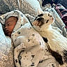 baby, sleeping, blanket, bed, cat, animal, pet, fur, cozy, comfortable, home, resting, indoor, soft, patterned, peaceful, cute, companion, snuggled, warm