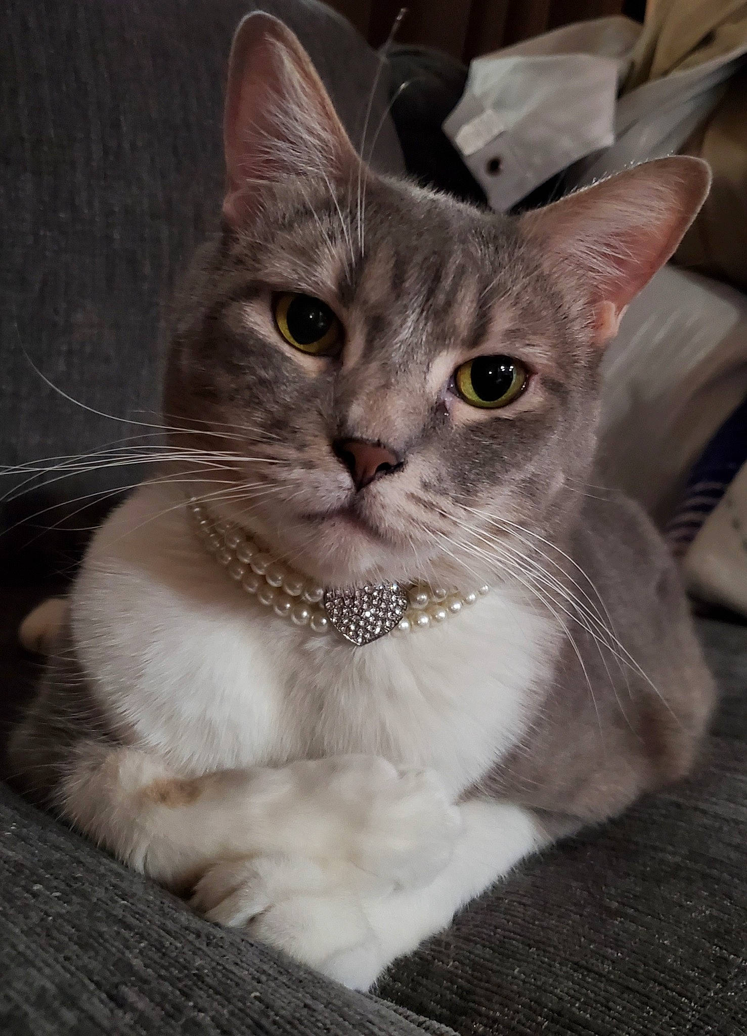 Mia joined the competition — help win amazing prizes! carnivore, cat, domestic_short_haired_cat, door, fawn, felidae, fur, paw, photo_caption, small_to_medium_sized_cats, snout, tail, terrestrial_animal, whiskers, window