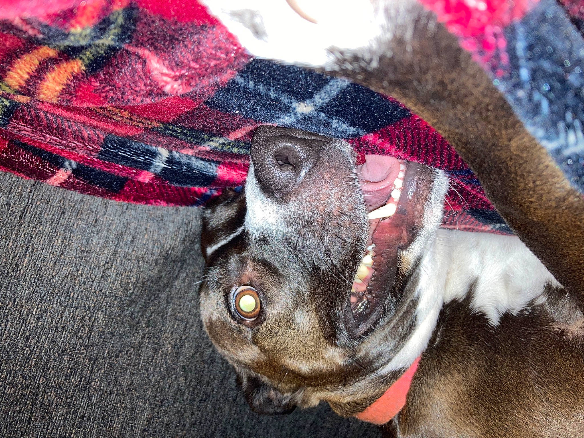 Maisy is registered to the contest to win money with this photo: canidae, carnivore, collar, companion_dog, dog, dog_breed, dog_collar, eyewear, fawn, fur, grey, leash, liver, magenta, pattern, pet_supply, snout, sporting_group, whiskers, working_animal