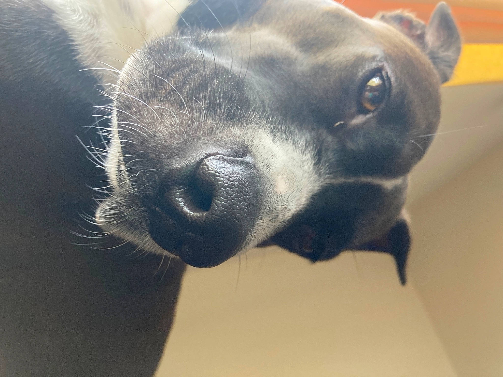 Maisy is registered to the contest to win money with this photo: carnivore, companion_dog, dog_breed, ear, fawn, fur, head, non_sporting_group, pet_supply, snout, sporting_group, terrestrial_animal, whiskers, wildlife, working_animal