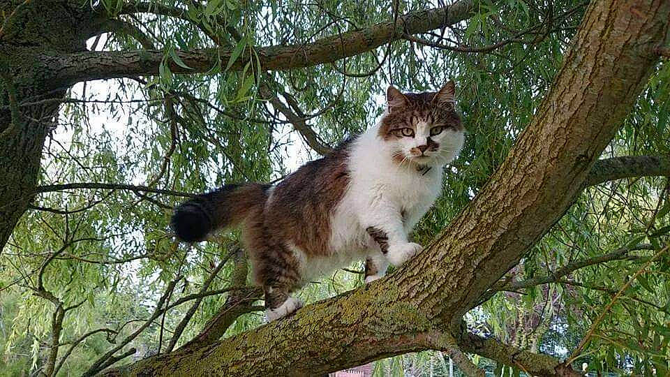 Mon Gros participe au concours pour gagner de l'argent avec cette photo : branch, carnivore, cat, domestic_short_haired_cat, eye, fawn, felidae, fur, grass, plant, small_to_medium_sized_cats, snout, tail, terrestrial_animal, tree, trunk, twig, whiskers, wood, woody_plant