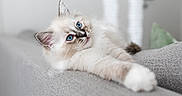 Neige a rejoint le concours — aidez-le/la à gagner de superbes lots ! animal, blue_eyes, cat, close_up, couch, cute, ears, feline, fluffy, gray, home, indoor, kitten, pet, portrait, relaxed, soft, stretching, whiskers, young