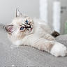 Neige a rejoint le concours — aidez-le/la à gagner de superbes lots ! kitten, cat, blue_eyes, fluffy, stretching, couch, gray, indoor, pet, feline, cute, soft, relaxed, close_up, animal, young, whiskers, ears, home, portrait