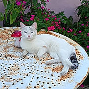 Neige participe au concours pour gagner de l'argent avec cette photo : cat, white_cat, resting, table, rust, metal_table, mushroom_ornament, garden, flowers, pink_flowers, green_leaves, outdoor, nature, pet, animal, relaxed, pavement, wall, daylight, flora