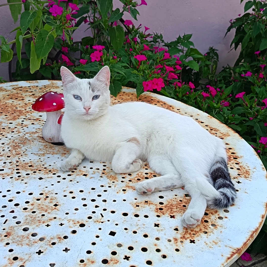Opale participe au concours pour gagner de l'argent avec cette photo : cat, white_cat, resting, table, rust, metal_table, mushroom_ornament, flowers, pink_flowers, green_foliage, garden, outdoor, nature, relaxation, pet, animal, peaceful, daylight, pavement, decor