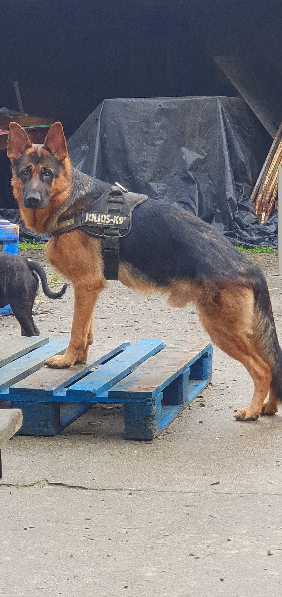 Oslow participe au concours pour gagner de l'argent avec cette photo : canidae, canis, carnivore, dog, dog_breed, east_european_shepherd, german_shepherd_dog, king_shepherd, kunming_wolfdog, law_enforcement, mammal, old_german_shepherd_dog, police_dog, rare_breed_dog, schutzhund, shiloh_shepherd_dog, snout, street_dog, vertebrate, working_dog