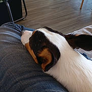 Tom a rejoint le concours — aidez-le/la à gagner de superbes lots ! dog, pet, resting, indoor, denim, floor, wooden_floor, furniture, leg, cozy, tricolor, canine, relaxed, casual, human_leg, home, comfort, sitting, sock, soft_fabric