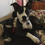 Zeva joined the competition — help win amazing prizes! dog, sleeping, bed, blanket, patchwork_quilt, indoor, resting, paw, black_and_white, furniture, cozy, companion, animal, pet, domestic, cute, relaxed, friendship, canine, household
