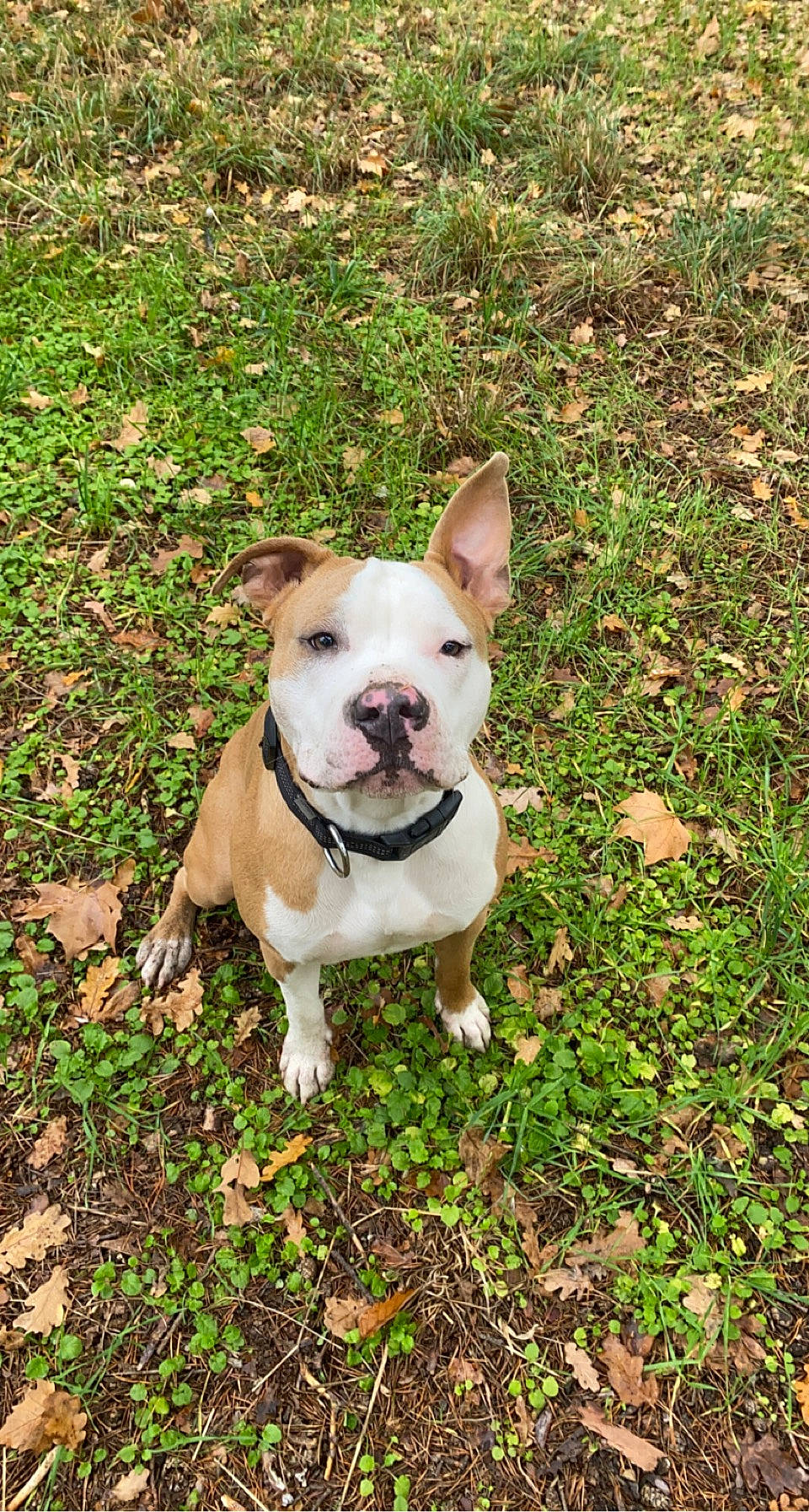 Simba participe au concours pour gagner de l'argent avec cette photo : canidae, carnivore, collar, companion_dog, dog, dog_breed, dog_collar, fawn, grass, groundcover, molosser, plant, snout, sporting_group, tail, terrestrial_animal, terrier, toy_dog, whiskers, working_animal