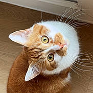 Sydney is registered to the contest to win money with this photo: cat, orange_cat, white_cat, pet, animal, feline, whiskers, curious, looking_up, wooden_floor, indoor, ears, tail, fur, domestic_cat, close_up, cute, sitting, floor, door