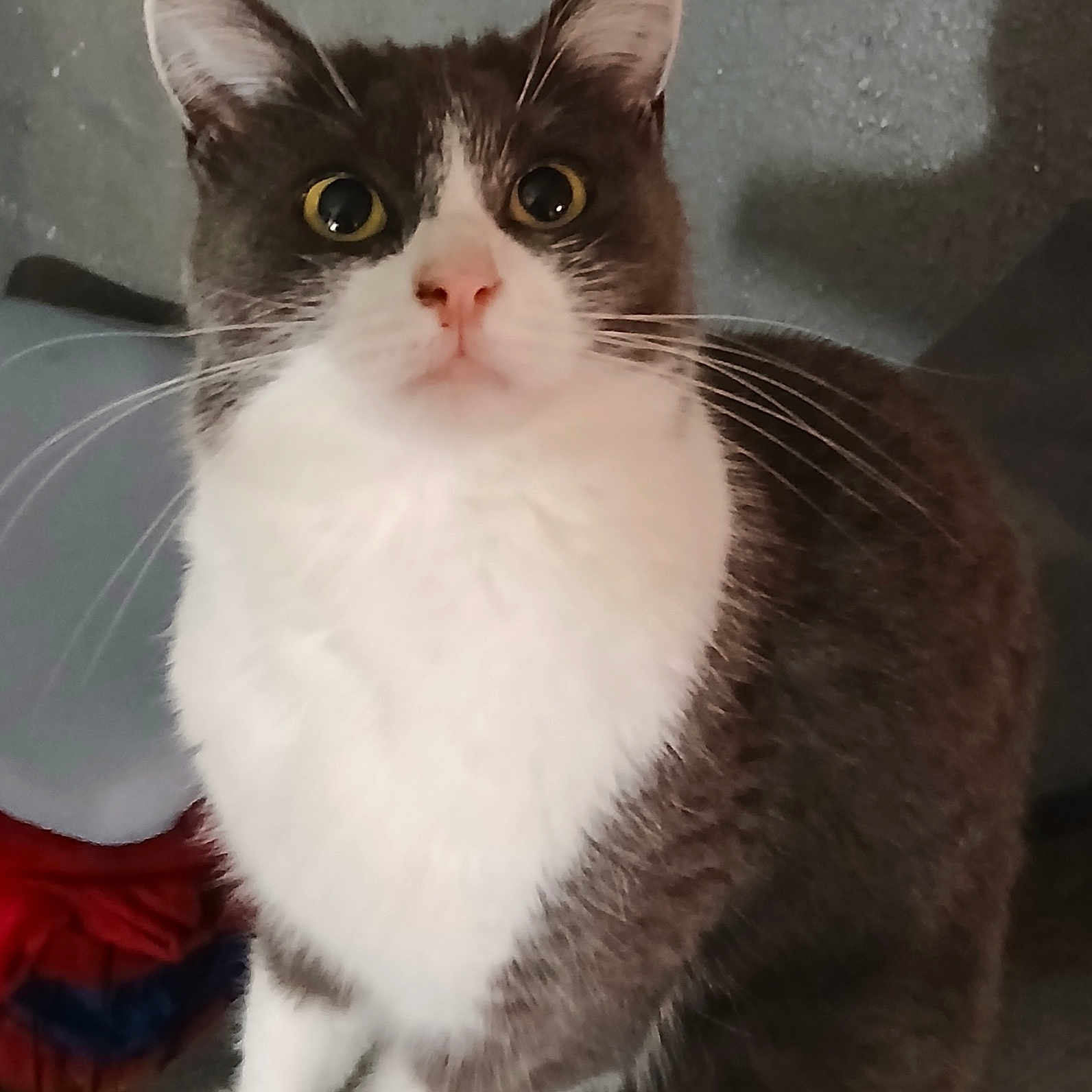 Gribouille participe au concours pour gagner de l'argent avec cette photo : animal, attention, cat, close_up, curious, cute, domestic_cat, ears, eyes, face, feline, fur, gray_cat, indoor, looking_up, pet, portrait, sitting, whiskers, white_fur