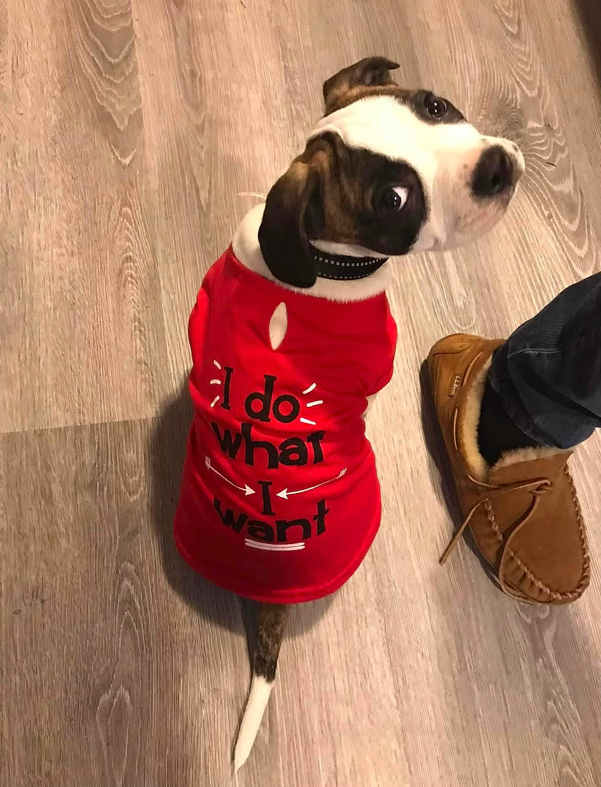 Fang joined the competition — help win amazing prizes! bag, carnivore, collar, companion_dog, costume_hat, dog, dog_breed, dog_clothes, dog_collar, dog_supply, eyewear, fawn, flooring, luggage_and_bags, personal_protective_equipment, pet_supply, sporting_group, sunglasses, wood, working_animal