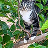 Precious joined the competition — help win amazing prizes! cat, tabby_cat, animal, pet, tree, branch, leaves, foliage, outdoors, nature, wildlife, climbing, balancing, sitting, striped_fur, white_chest, greenery, portrait, alert, garden