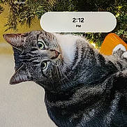 Precious is registered to the contest to win money with this photo: cat, tabby_cat, pet, animal, face, eyes, whiskers, ears, fur, striped_fur, portrait, close_up, indoor, christmas_tree, holiday_lights,  스마트phone, screenshot, wallpaper, clock, app_icons