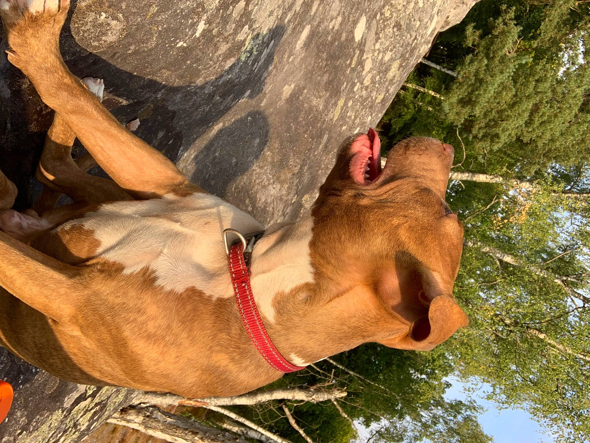 Taïko participe au concours pour gagner de l'argent avec cette photo : adventure, carnivore, dog, fawn, foot, fun, landscape, livestock, pack_animal, plant, recreation, rock, snout, sport_climbing, tree, trunk, working_animal