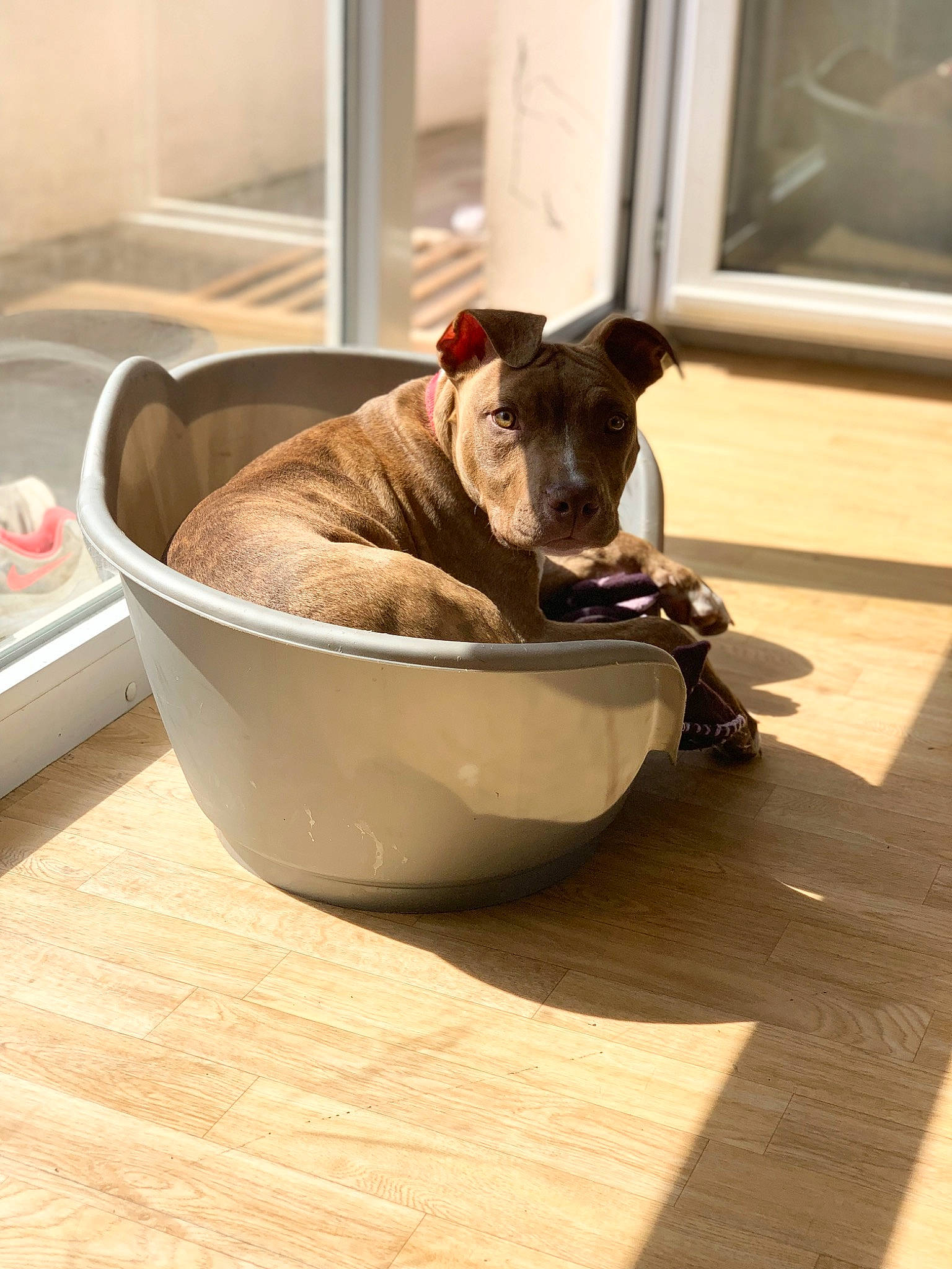 Taïko a rejoint le concours — aidez-le/la à gagner de superbes lots ! canidae, carnivore, comfort, companion_dog, dishware, dog, dog_breed, dog_supply, fawn, floor, flooring, hardwood, pet_supply, picture_frame, serveware, snout, table, tableware, wood, working_animal