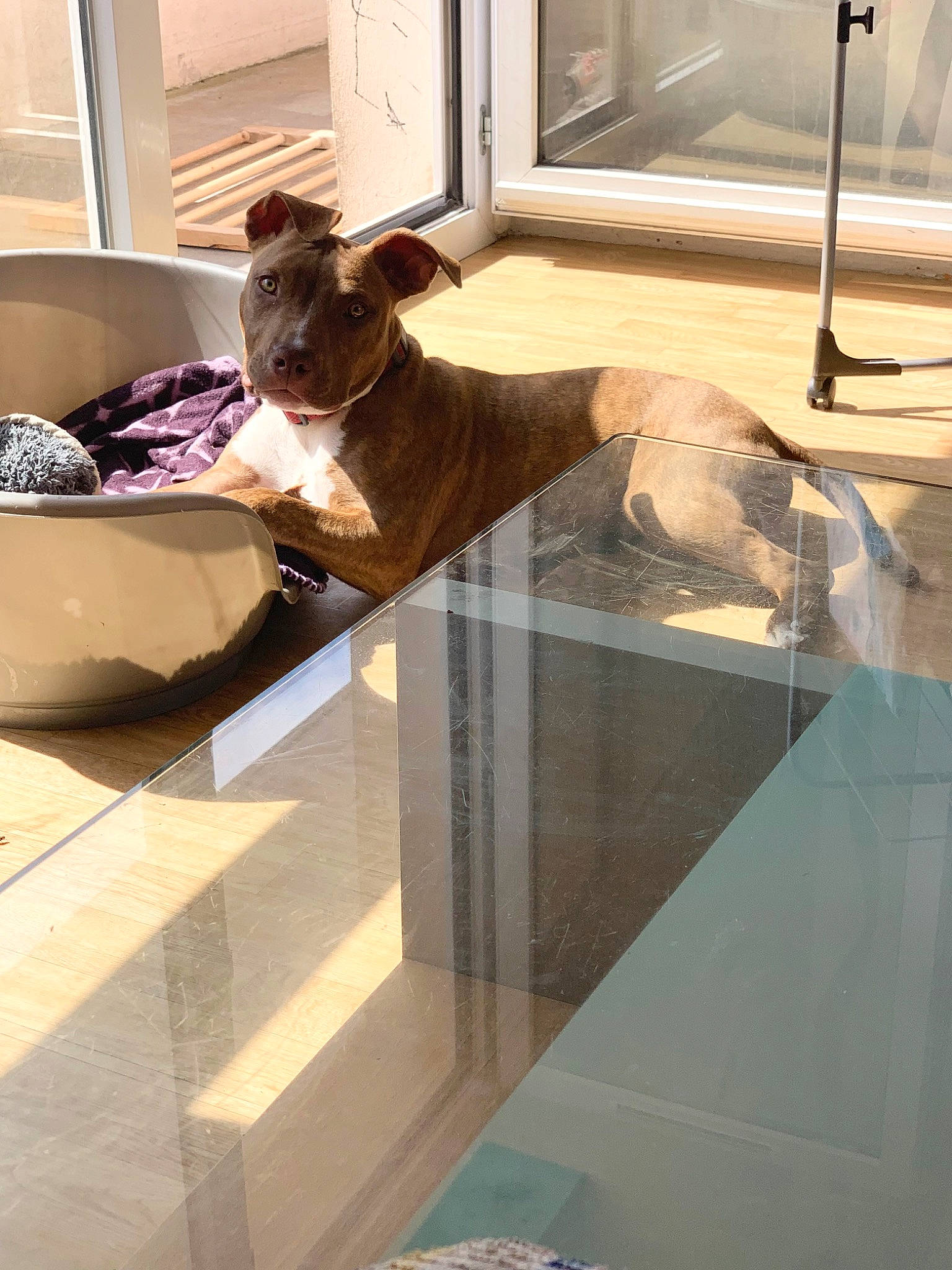 Taïko participe au concours pour gagner de l'argent avec cette photo : building, carnivore, comfort, companion_dog, couch, dog, dog_breed, door, eyewear, fawn, floor, flooring, hardwood, interior_design, liver, pet_supply, room, window, wood, working_animal