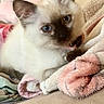 animal, bed, blanket, blue_eyes, brown, cat, close_up, cream, cute, fluffy, home, indoors, kitten, pet, pink, pointed_ears, portrait, relaxed, siamese, soft_fabric