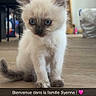 animal, blue_eyes, cat, cute, domestic, ears, eyes, feline, fluffy, fur, household, indoor, kitten, pet, sitting, small, tail, whiskers, wooden_floor, young