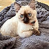 Syenna participe au concours pour gagner de l'argent avec cette photo : animal, bell, blanket, blue_eyes, brown_and_cream, cat, close_up, collar, cozy, ears, fluffy, fur, home, indoor, kitten, lying_down, pet, portrait, siamese_cat, whiskers