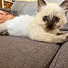 animal, blue_eyes, cat, close_up, couch, curious, domestic_animal, ears, feline, fur, gray_couch, home, indoor, kitten, person_legs, pet, resting, siamese_cat, whiskers, young_cat