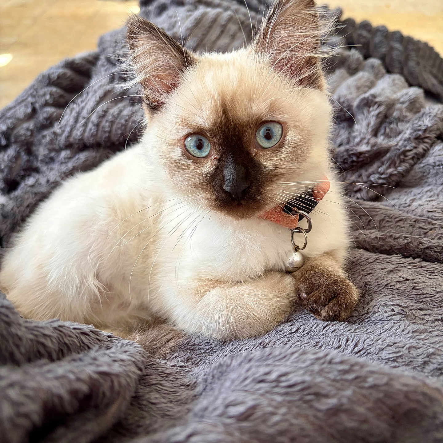 Syenna participe au concours pour gagner de l'argent avec cette photo : adorable, animal, bell, blanket, blue_eyes, cat, close_up, collar, cozy, ears, fur, home, indoor, kitten, lying_down, paws, pet, portrait, siamese_cat, whiskers