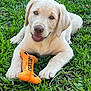 Paw is registered to the contest to win money with this photo: animal, bone_shaped_toy, close_up, cute, dog, grass, greenery, happy, labrador, lying_down, nature, orange, outdoor, pet, playful, puppy, smiling, sunlight, toy, young_dog