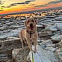 Paw joined the competition — help win amazing prizes! animal, clouds, cold, dog, frozen_shoreline, happy, ice, labrador, landscape, leash, nature, outdoor, pet, rocks, sky, smiling, standing, sunset, water, winter