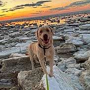 Paw joined the competition — help win amazing prizes! animal, clouds, cold, dog, frozen_shoreline, happy, ice, labrador, landscape, leash, nature, outdoor, pet, rocks, sky, smiling, standing, sunset, water, winter