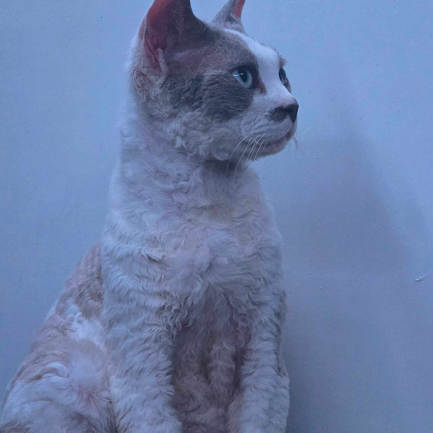 Orion participe au concours pour gagner de l'argent avec cette photo : animal, blue_eyes, calm, cat, close_up, curly_fur, cute, domestic_cat, ears, feline, fur, indoor, looking_away, mammal, pet, portrait, profile, sitting, soft_texture, whiskers