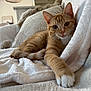 cat, orange_tabby, kitten, paw, blanket, couch, indoor, cozy, fur, whiskers, pet, relaxed, stretching, soft_texture, home, cute, animal, feline, comfort, curious