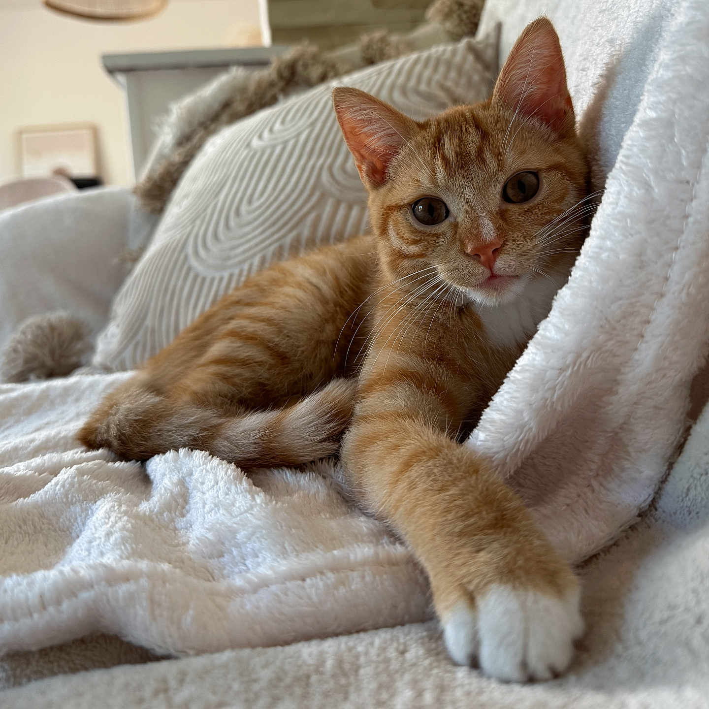 Arès participe au concours pour gagner de l'argent avec cette photo : animal, blanket, cat, comfort, couch, cozy, curious, cute, feline, fur, home, indoor, kitten, orange_tabby, paw, pet, relaxed, soft_texture, stretching, whiskers