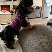 Sophie is registered to the contest to win money with this photo: black_and_brown, blanket, carpet, cozy, cushion, decor, dog, fireplace, fur, furniture, home, indoor, living_room, pet, relaxation, side_view, small_dog, sweater, television, warm