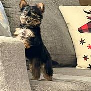 Sophie joined the competition — help win amazing prizes! dog, puppy, couch, gray, pillow, plaid, moose, snowflakes, indoor, pet, fur, small_dog, furniture, cozy, holiday, animal, cute, standing, decor, living_room