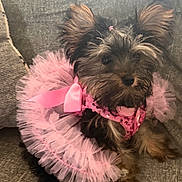 Sophie joined the competition — help win amazing prizes! adorable, animal, bow, costume, couch, cute, dog, domestic_animal, fashion, fluffy, fur, furniture, indoors, pet, pink, portrait, puppy, sitting, small_dog, tutu