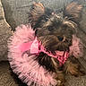 adorable, animal, bow, costume, couch, cute, dog, domestic_animal, fashion, fluffy, fur, furniture, indoors, pet, pink, portrait, puppy, sitting, small_dog, tutu